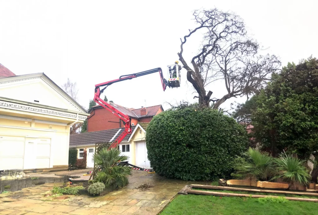 Tree Care 1 Spider Cherry Pickers for Hire in Cheshire Staffordshire Derbyshire Professional Tree Surgeon Services